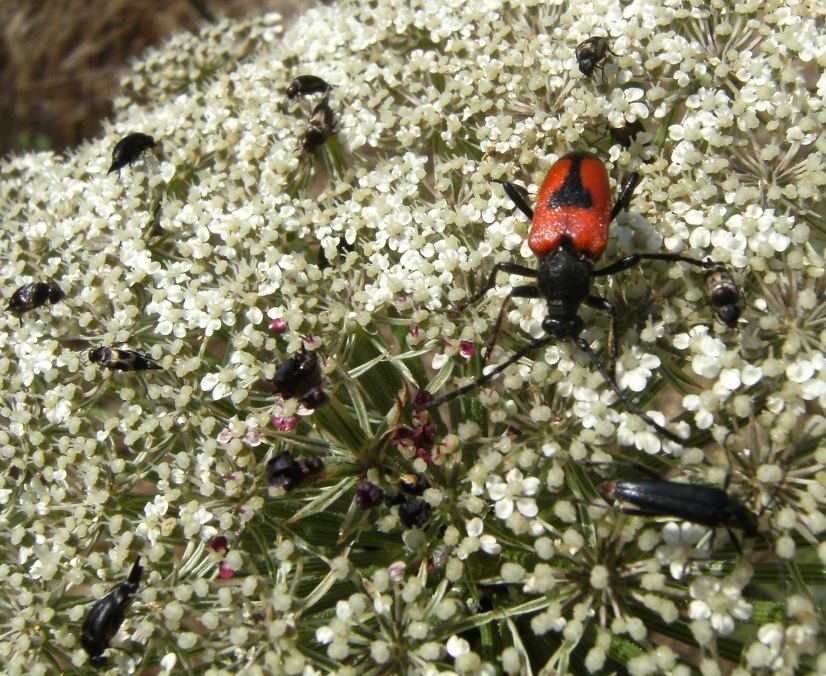 Ombrellifera affollata